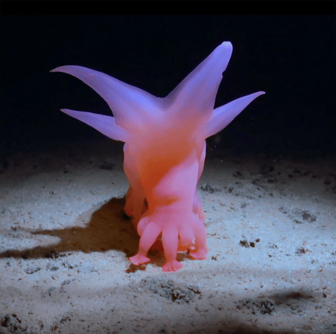 Semana na vida selvagem: um pequeno felino-tigre, ursos no quintal e umaouriça-do-mar rosa fruncida