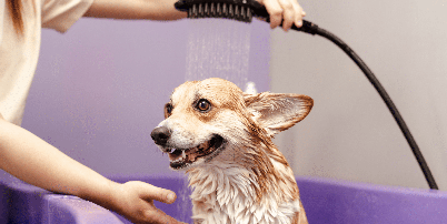 A frequência dos banhos deve acompanhar as necessidades de cada cachorro Foto: AYO Production | Shutterstock / Portal EdiCase