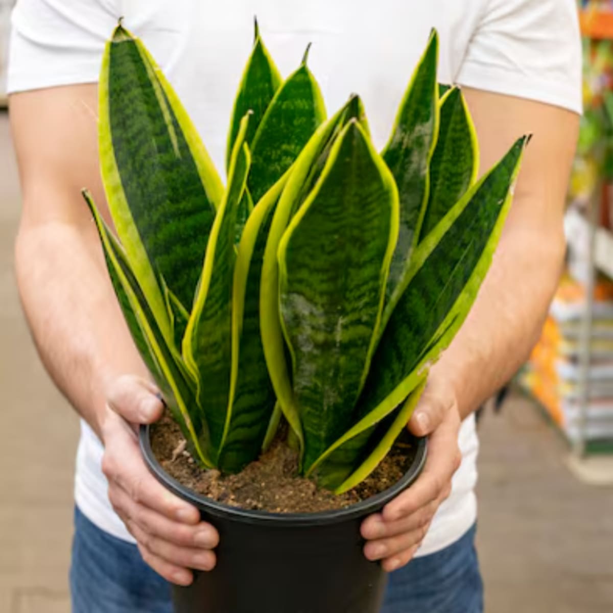 La lengua de suegra se volvió una de las plantas más elegidas por su durabilidad y facilidad para adaptarse