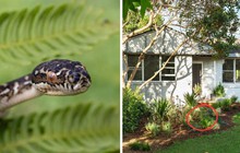 5 loại cây "gọi mời" rắn tới nhà: Nhiều gia đình trồng mà không hay
