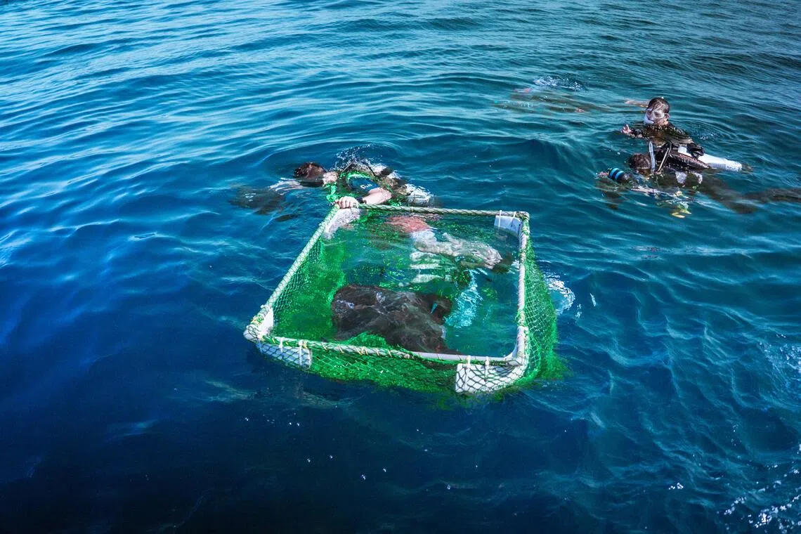 The first captive-bred bowmouth guitarfish released into the waters off Taiwan.