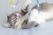 Saiba quais alimentos ajudam na digestão, longevidade e imunidade dos gatos