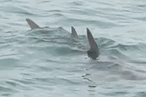 Rare bowmouth guitarfish recorded in Singapore waters after 30-year absence