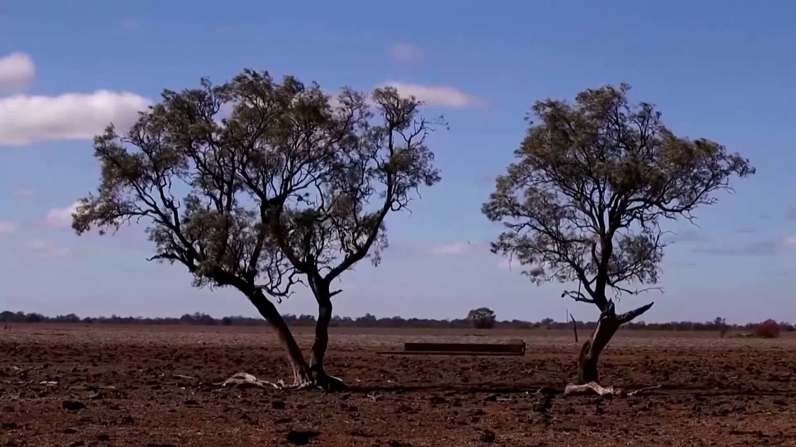 Duas árvores isoladas em uma paisagem seca e árida sob céu azul com poucas nuvens