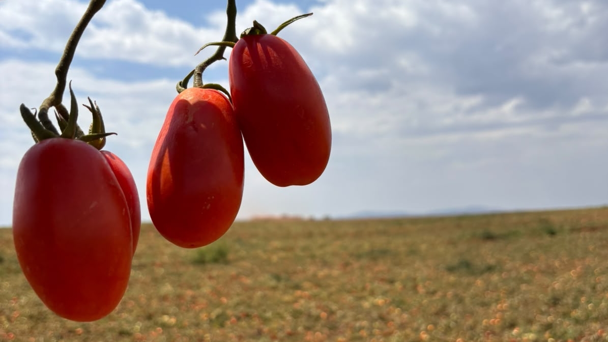 Do híbrido à colheita: como a tecnologia está mudando o cultivo do tomate