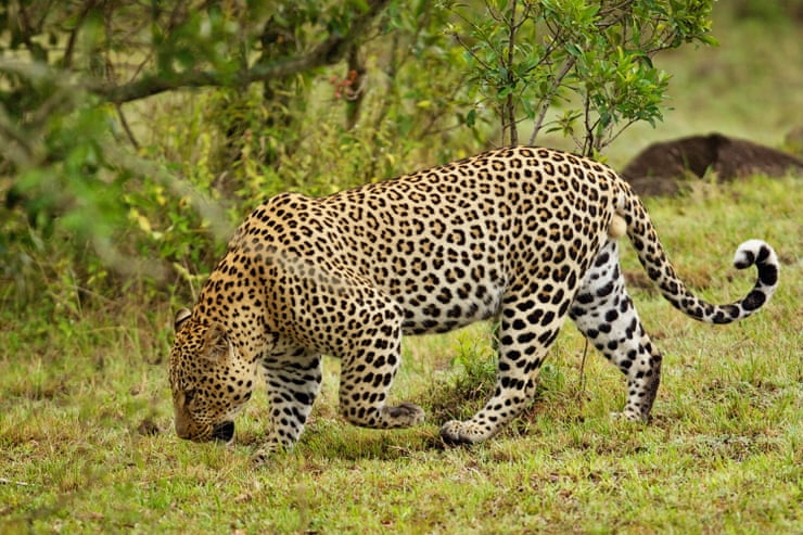 Semana na vida selvagem: um pequeno felino-tigre, ursos no quintal e umaouriça-do-mar rosa fruncida