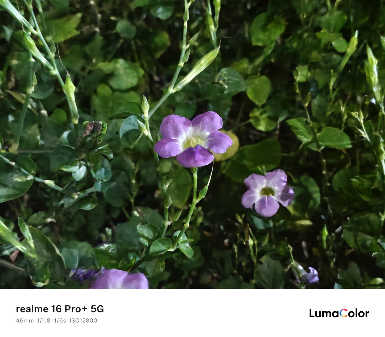 Flor roxa; foto tirada à noite em rua escura com o realme 16 Pro+ — Foto: Ana Letícia Loubak/TechTudo