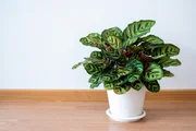 Peperômia é uma das melhores plantas para a cozinha; saiba como cultivar