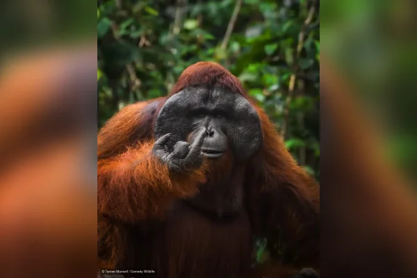 Comédia animal: veja 8 das fotos mais engraçadas da vida selvagem de 2026