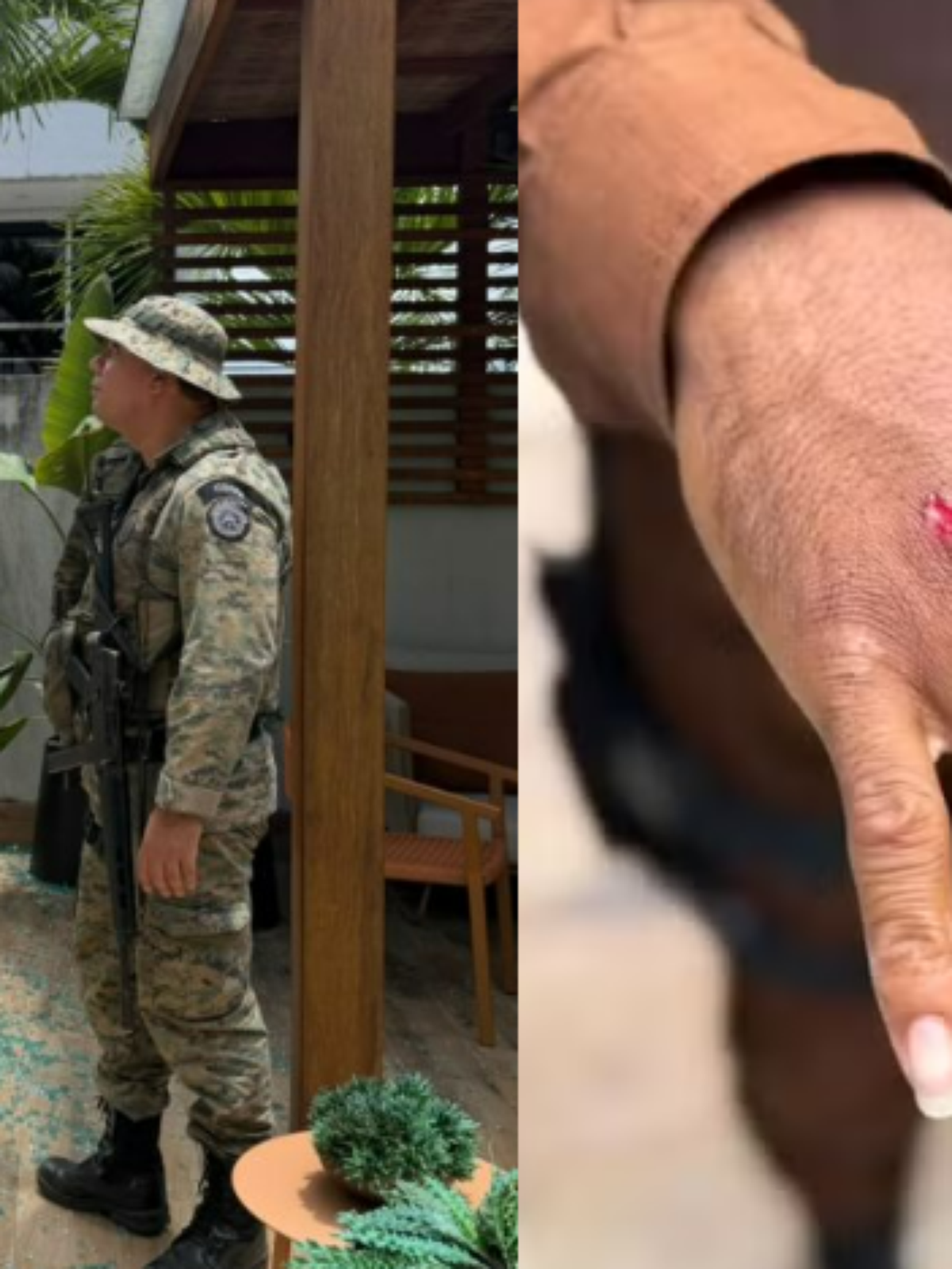 Macaco-prego invade casas na Bahia, ingere álcool e deixa feridos antes de ser capturado pela Polícia