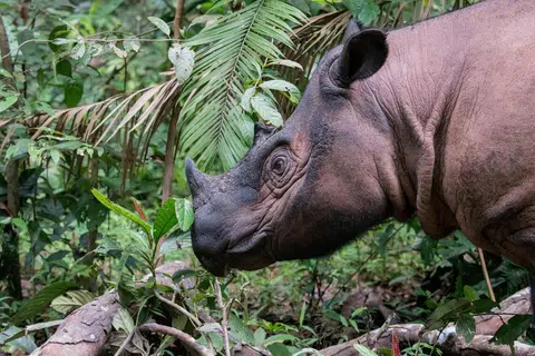 Gravidez de rinoceronte-da-sumatra anima esperanças pelo futuro da espécie ameaçada