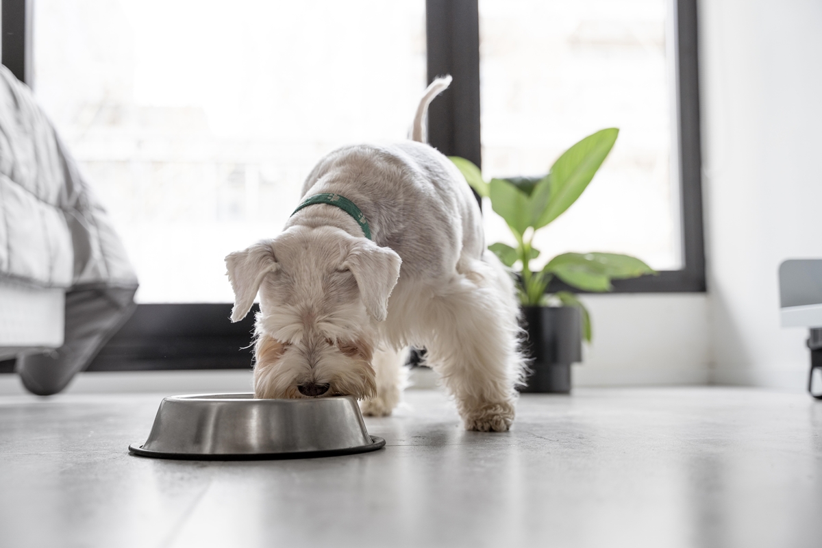 Nutrição correta reduz o risco de distúrbios intestinais em cães e gatos