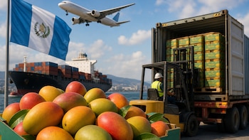 El país exporta 4.94 millones de cajas de mango a Estados Unidos, el mayor volumen desde 2014
