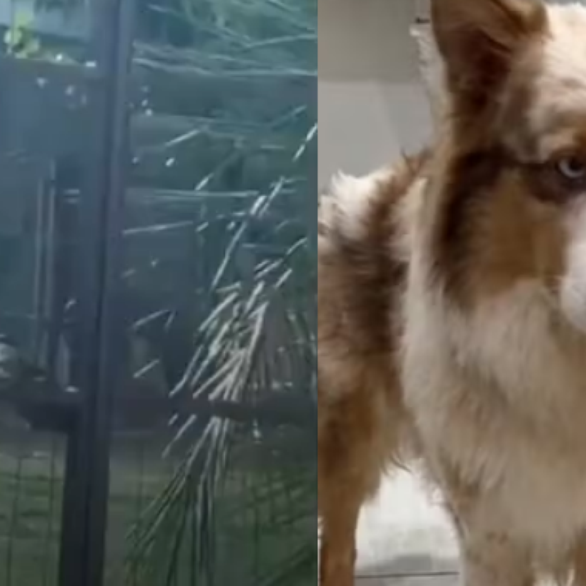 Tutor de cão agredido por dona de hotel para pets desabafa e cobra respostas: 'Mínimo que a gente espera é segurança'