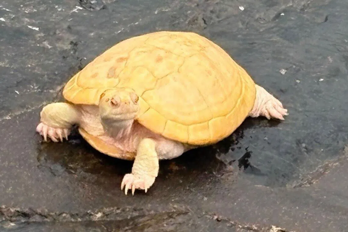 ACRES is currently seeking adopters for the terrapins.