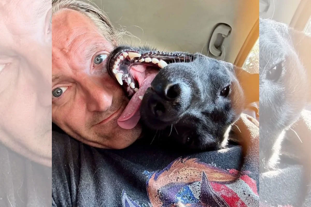 Cão tenta superar decisão de eutanásia